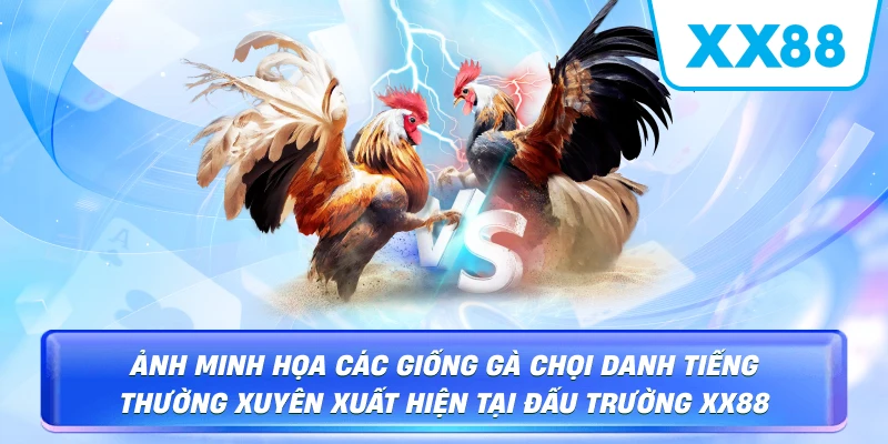 Ảnh minh họa các giống gà chọi danh tiếng thường xuyên xuất hiện tại đấu trường XX88